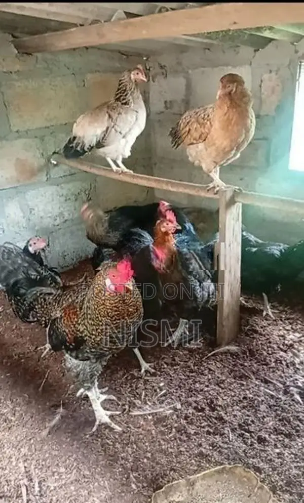 county rooster, hens
