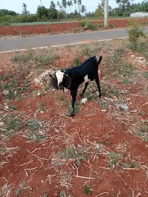 Goats