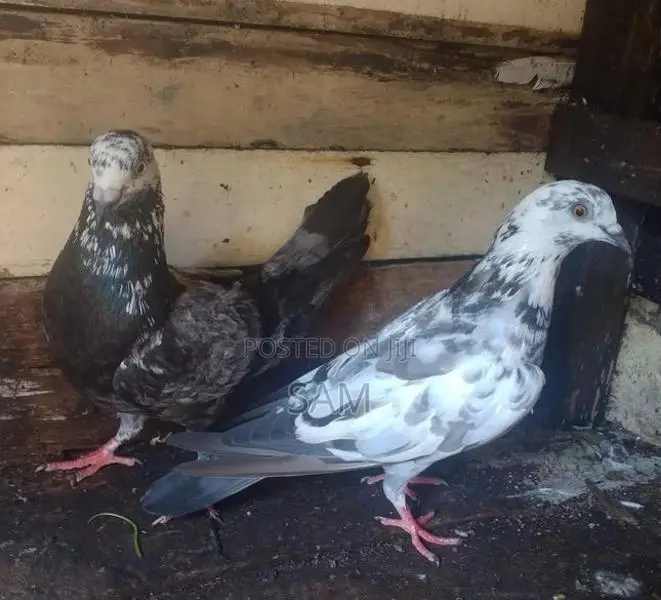 Pigeons