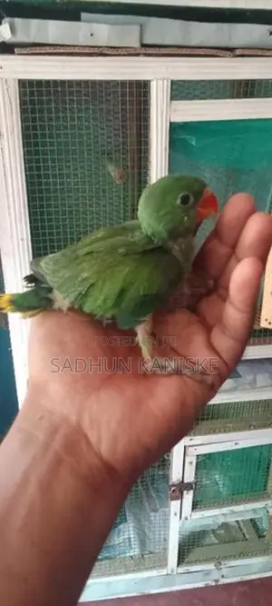 Parrot Chick
