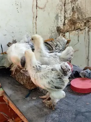 බරාමා වර්ග පැටවුන්
