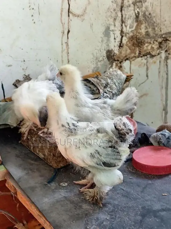 බරාමා වර්ග පැටවුන්