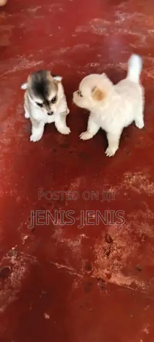 Pomeranian Puppies