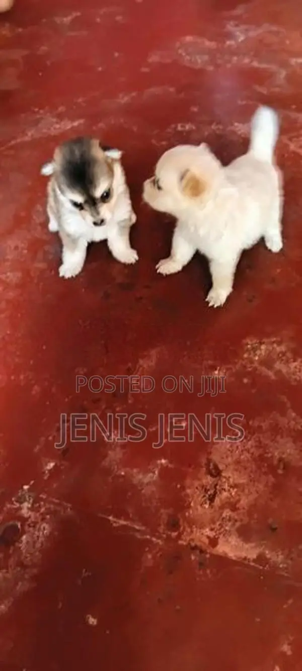 Pomeranian Puppies