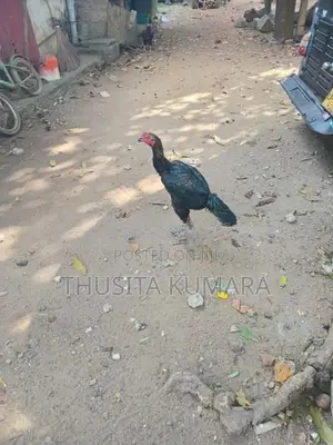 Buruma Kukulan