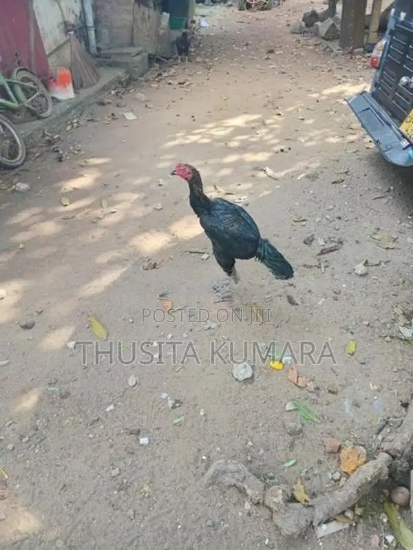 Buruma Kukulan