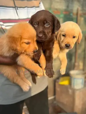 Labrador Puppy