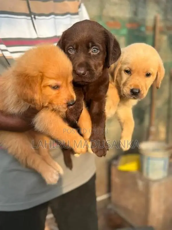 Labrador Puppy