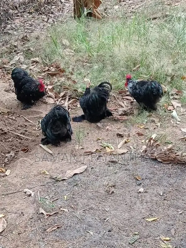 japanis bantam