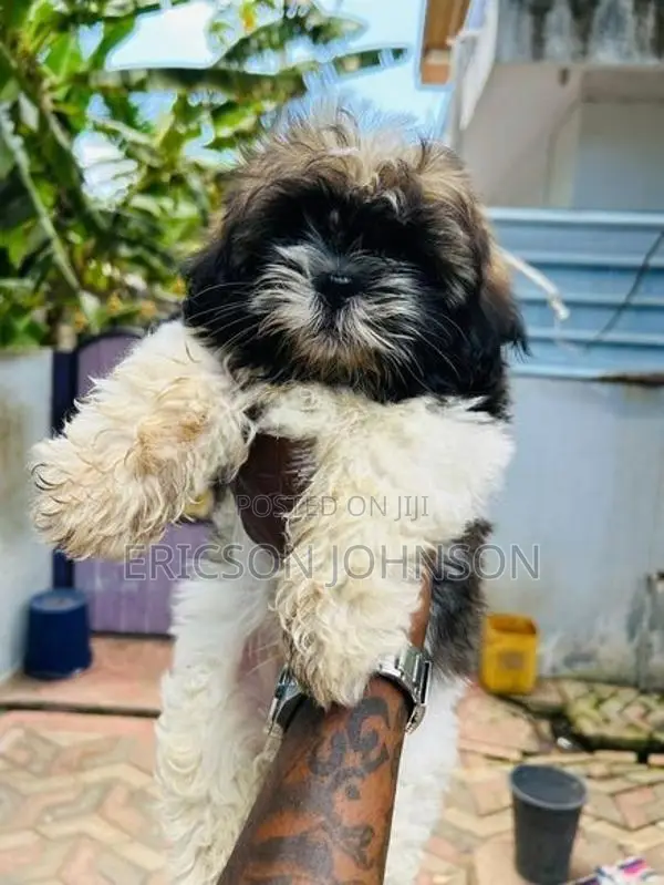 shihtzu