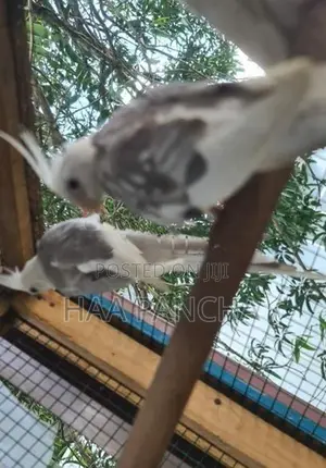 Cockatiel birds