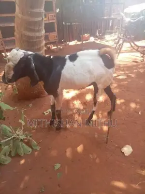 Kedaai Goat