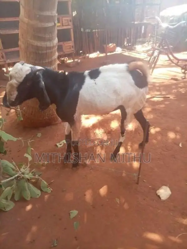 Kedaai Goat