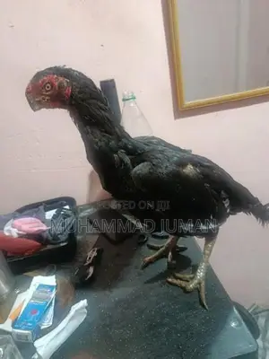 Parrot Beak Rooster