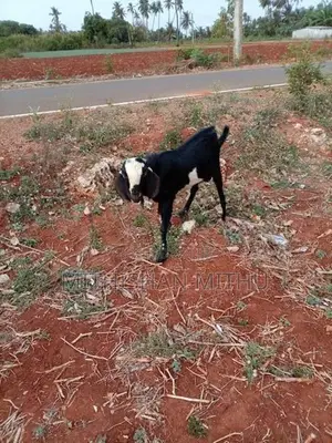 Kedaai Goat