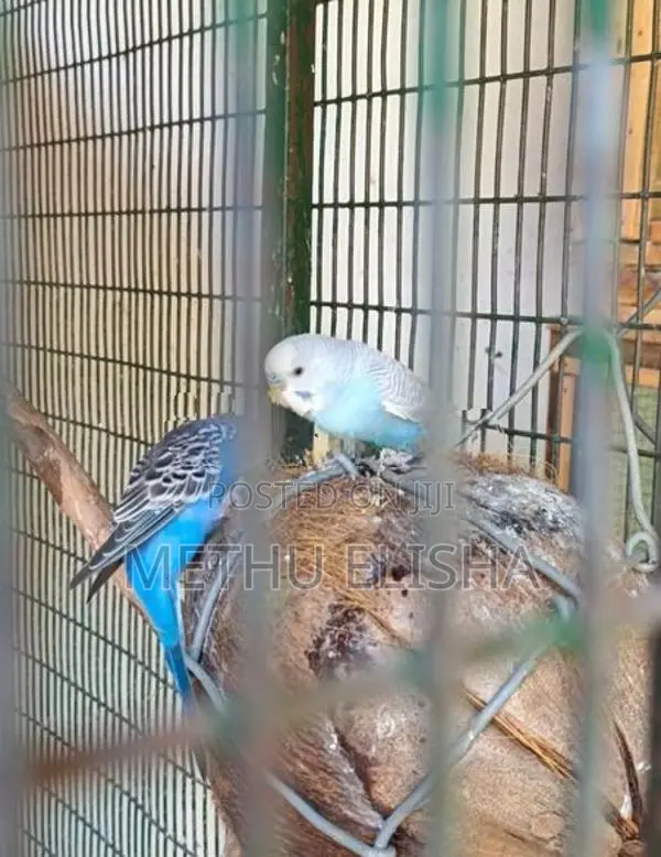 Love Birds