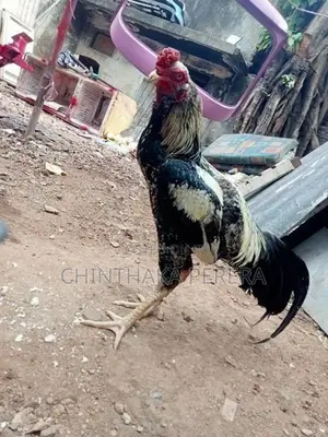 rooster