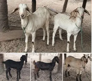 மொத்தம் ஐந்து ஆடுகள் 4 பெண் ஒரு கடா ஆடு வளர்ப்பதற்கு மாத்திரம்