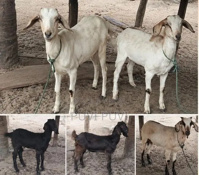 மொத்தம் ஐந்து ஆடுகள் 4 பெண் ஒரு கடா ஆடு வளர்ப்பதற்கு மாத்திரம்