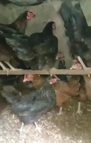 county rooster, hens