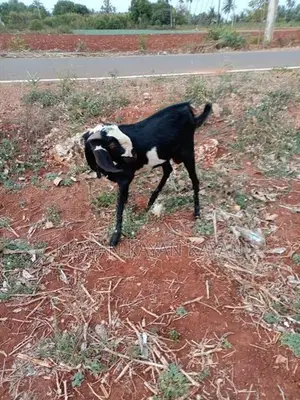 Goats