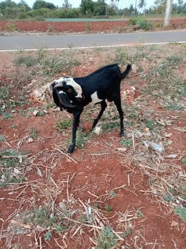 Goats