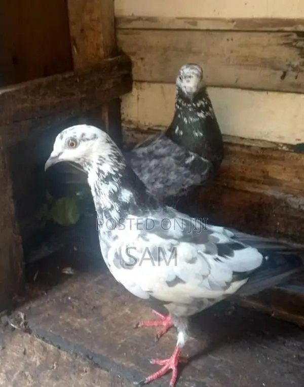 Pigeons