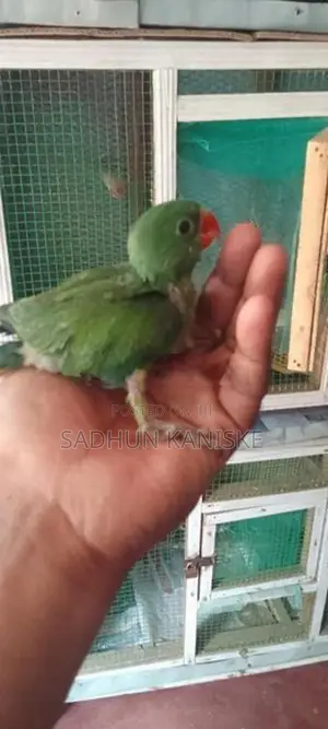 Parrot Chick