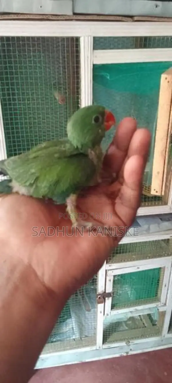 Parrot Chick
