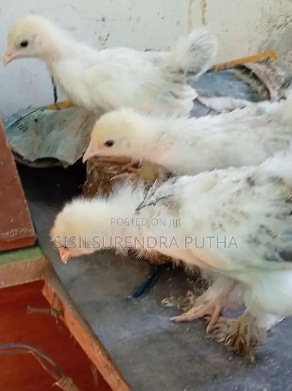 බරාමා වර්ග පැටවුන්