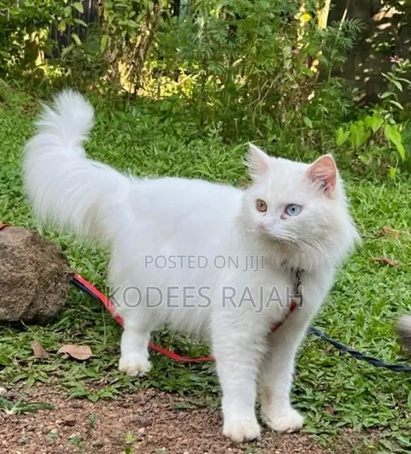sale: White Odd-Eyed Male Persian Cat