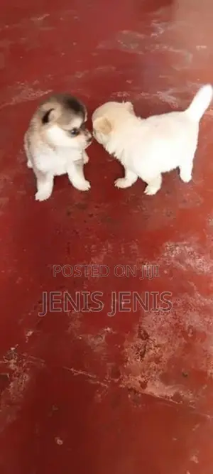 Pomeranian Puppies