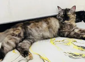 Sale : Tortoiseshell Persian cat for