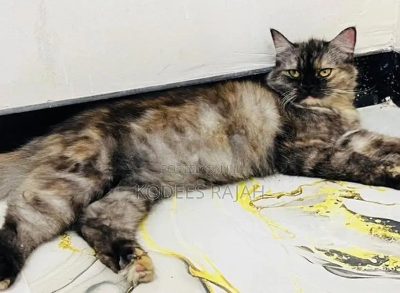 Sale : Tortoiseshell Persian cat for