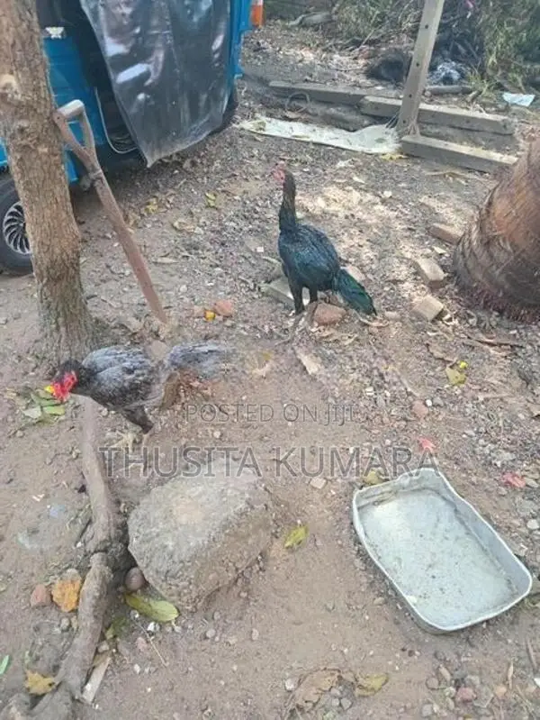 Buruma Kukulan