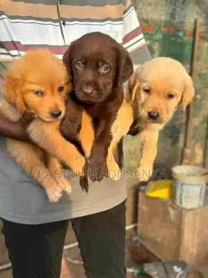 Labrador Puppy