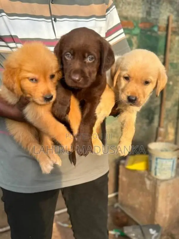 Labrador Puppy