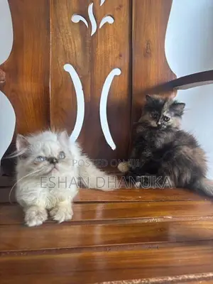 Persian Cats