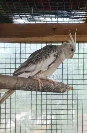 Cockatiel birds