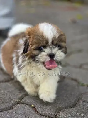 Shih Tzu Puppies