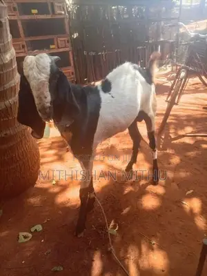 Kedaai Goat