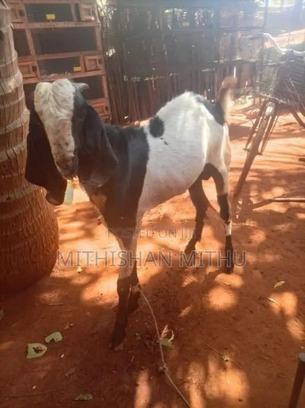 Kedaai Goat