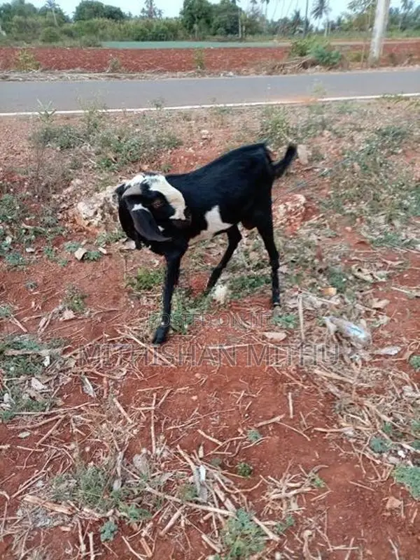 Kedaai Goat