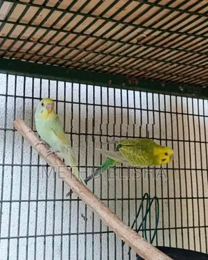 Love Birds