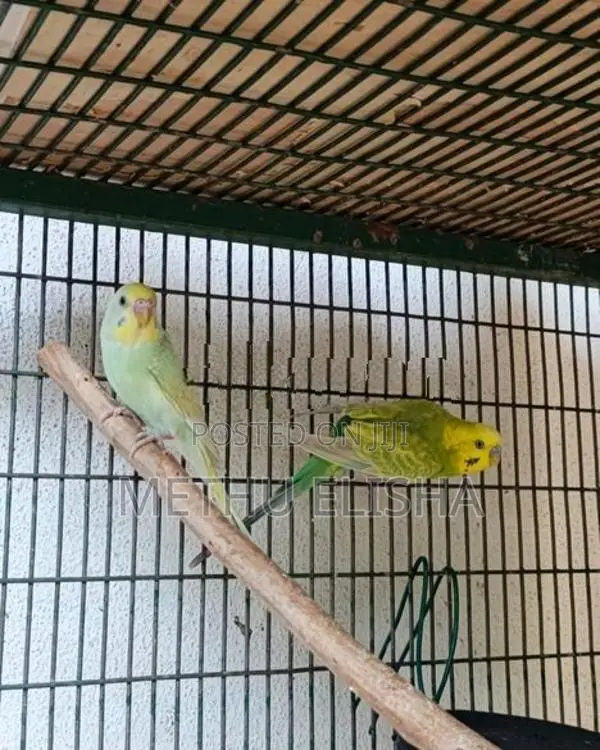 Love Birds