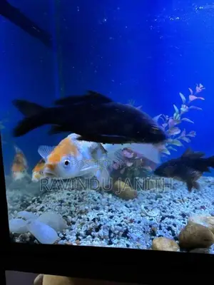 Carp fish