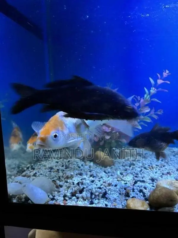 Carp fish