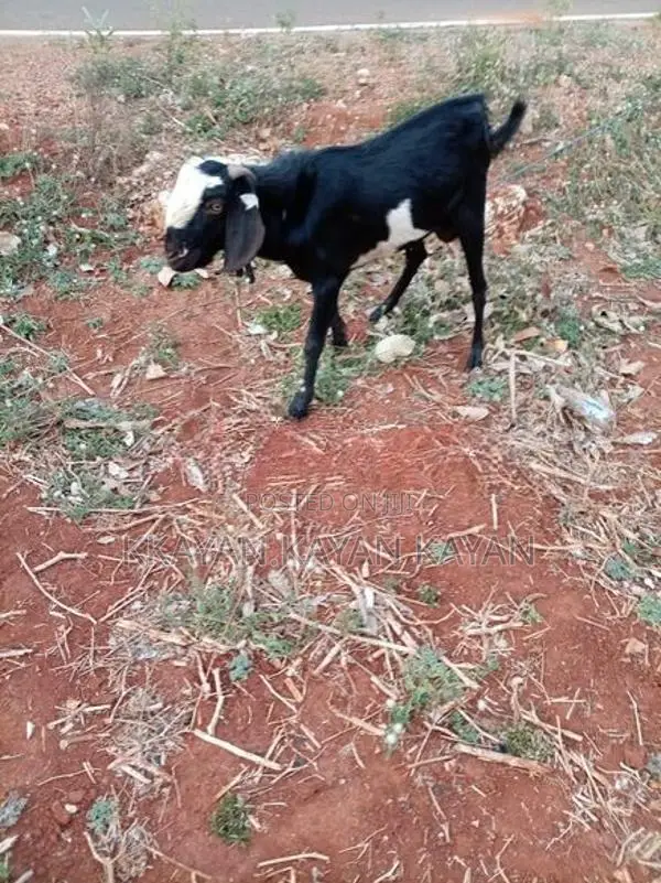 Goats
