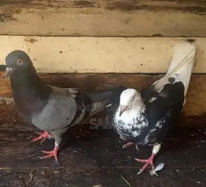 Pigeons