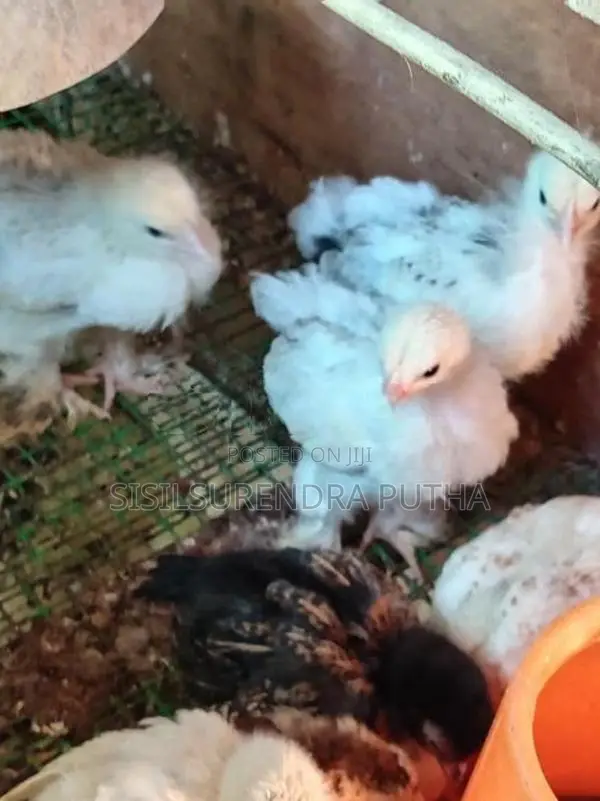 බරාමා වර්ග පැටවුන්